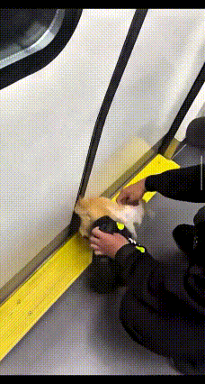 猫咪的尾巴不幸被地铁门死死夹住，疼得嗷嗷不停叫唤，听着就让人心揪得慌。旁人干着急