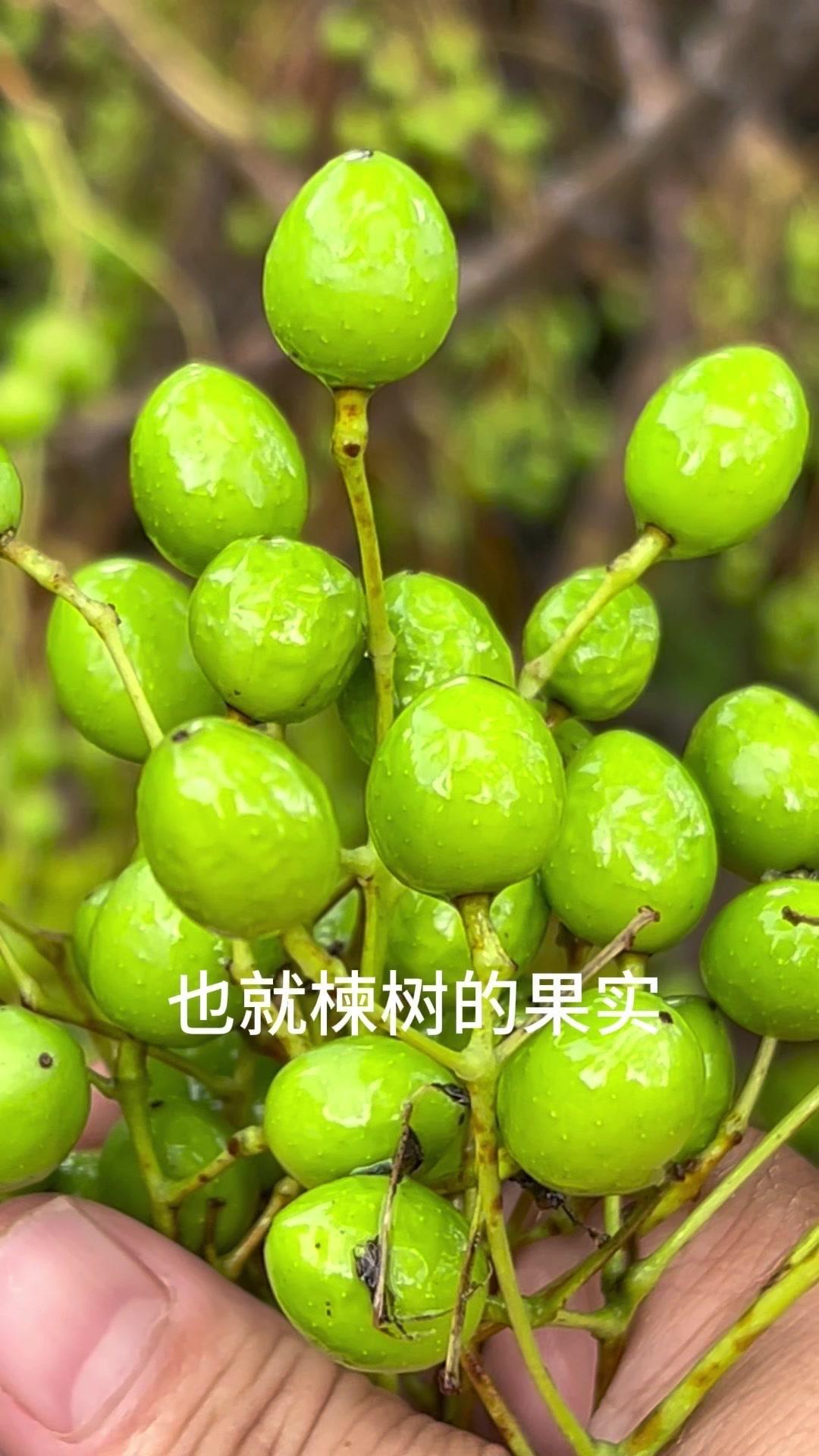 这些野果子千万别吃！苦楝子也就是楝树的果实，成熟后黄色，千万别当野果吃。它属于民
