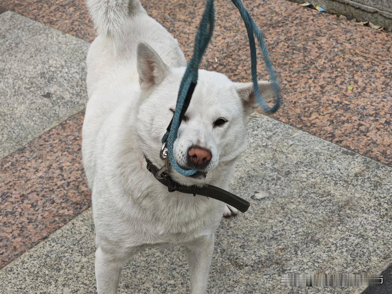 之前还有邻居在群里抱怨，猫没用，不抓老鼠，我心想，别人猫又没吃你粮食，你也没有投