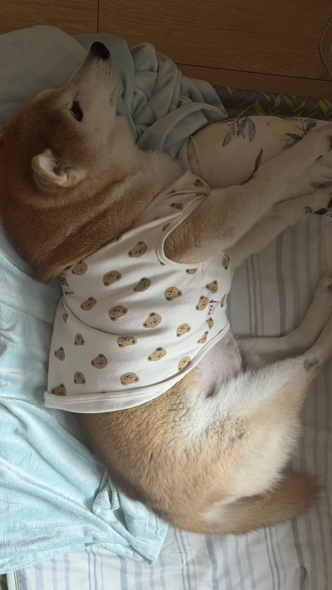 凌晨3点叫醒狗吃奶酪