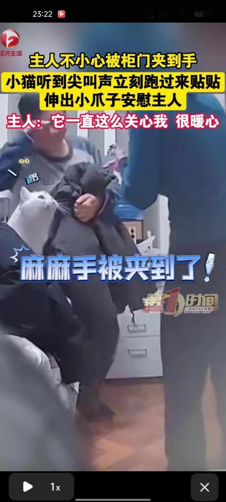 1月7日，上海。女子不小心被柜门夹到手叫了一声，小猫听到尖叫声后立刻跑过来贴贴