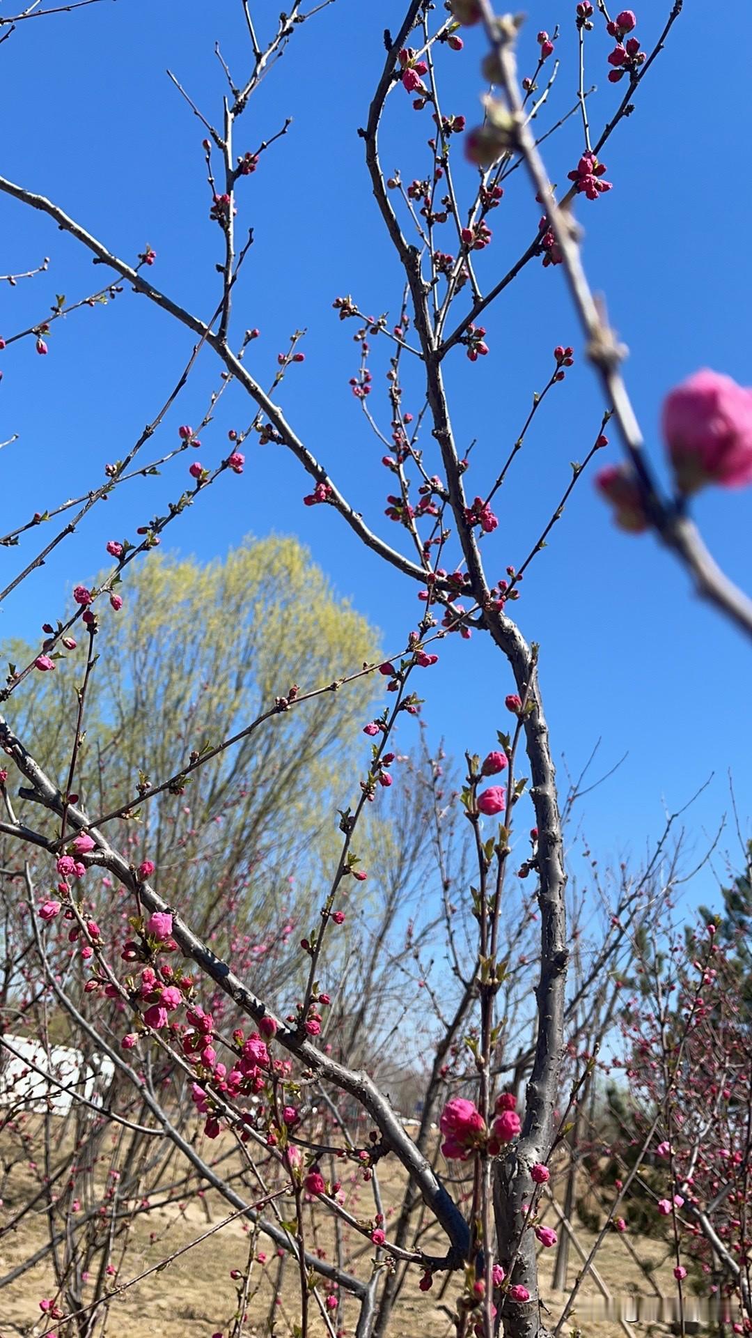 贾浅浅就是被网络搞的出名的……过去知道她爹贾平凹，谁知道他女儿呀！现在一闹腾，