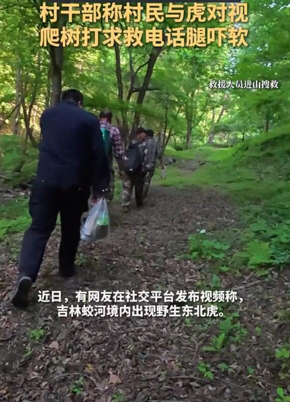 “最担心的事情还是发生了！”吉林蛟河市，一村民上山采山菜时，迎面撞见一只野生东北