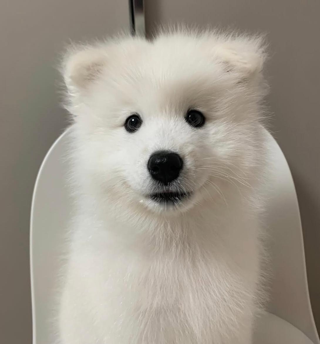 萨摩耶的骨相真的一般，全靠发型撑着