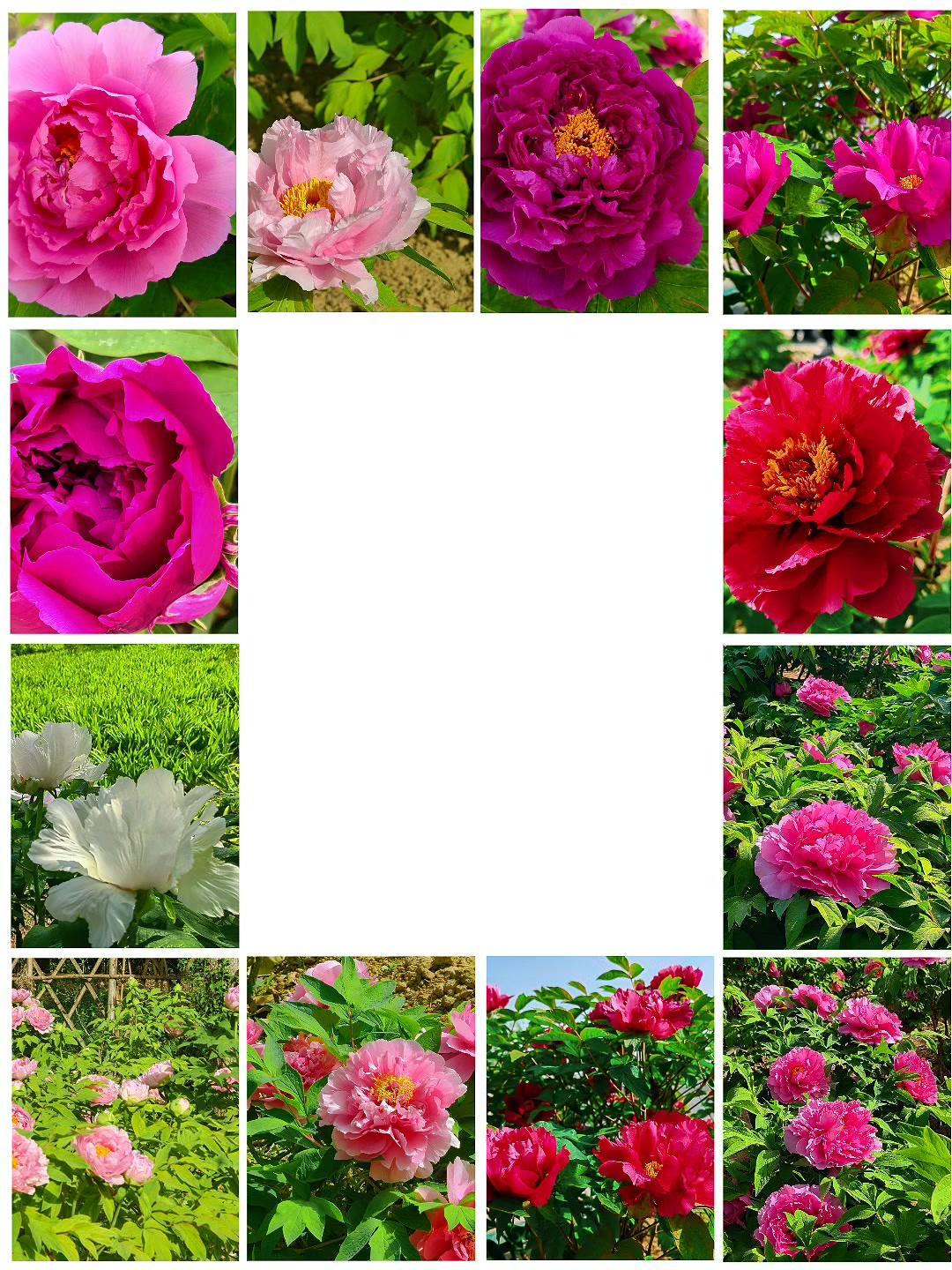 一早抵达曹州牡丹园，阳光铺满千亩花田。这里是全国面积最大、品种最全的牡丹观赏园，