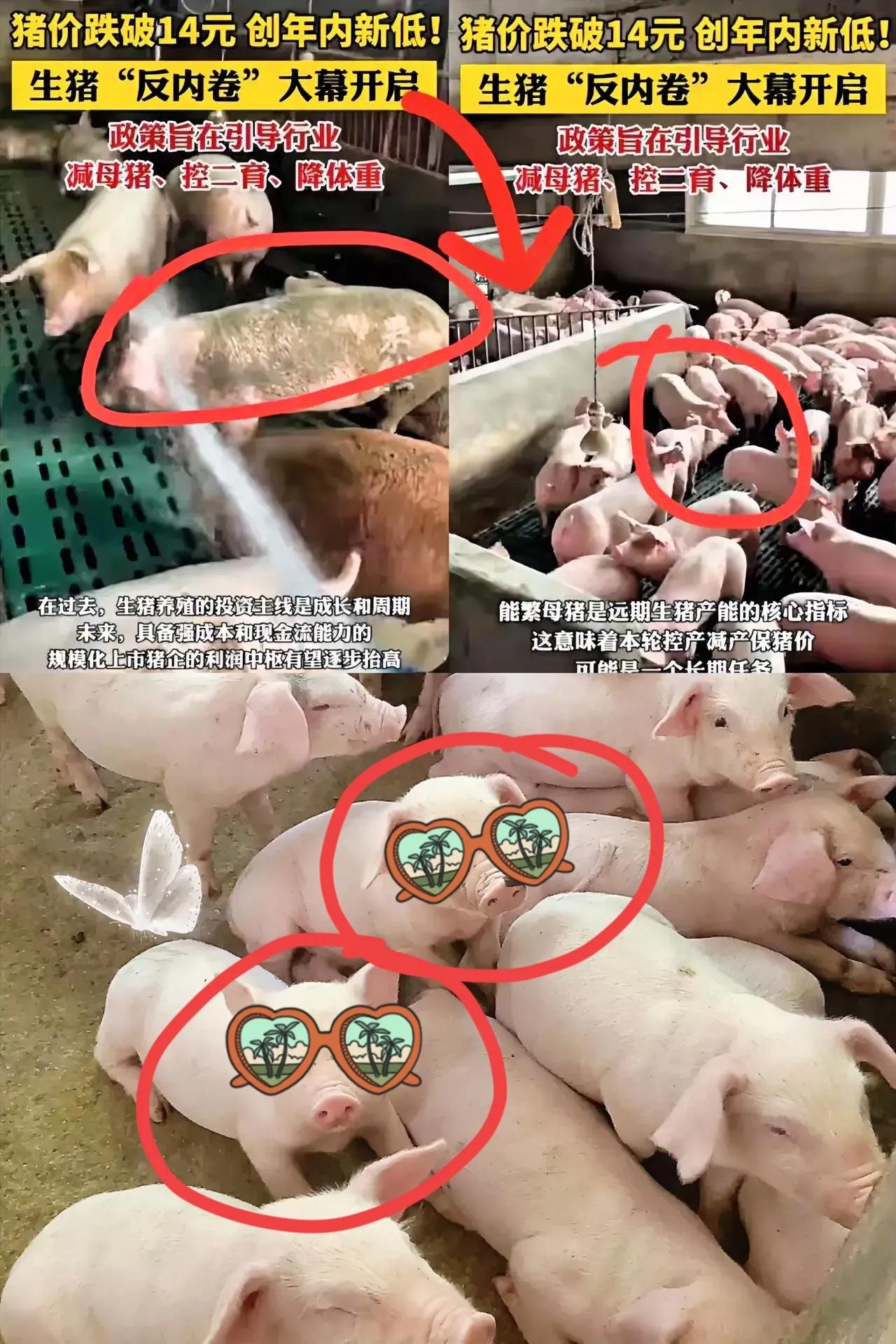 终于弄明白，猪价暴跌的原因了！不是猪多，也不是人懒，而是猪也开始内卷，母猪