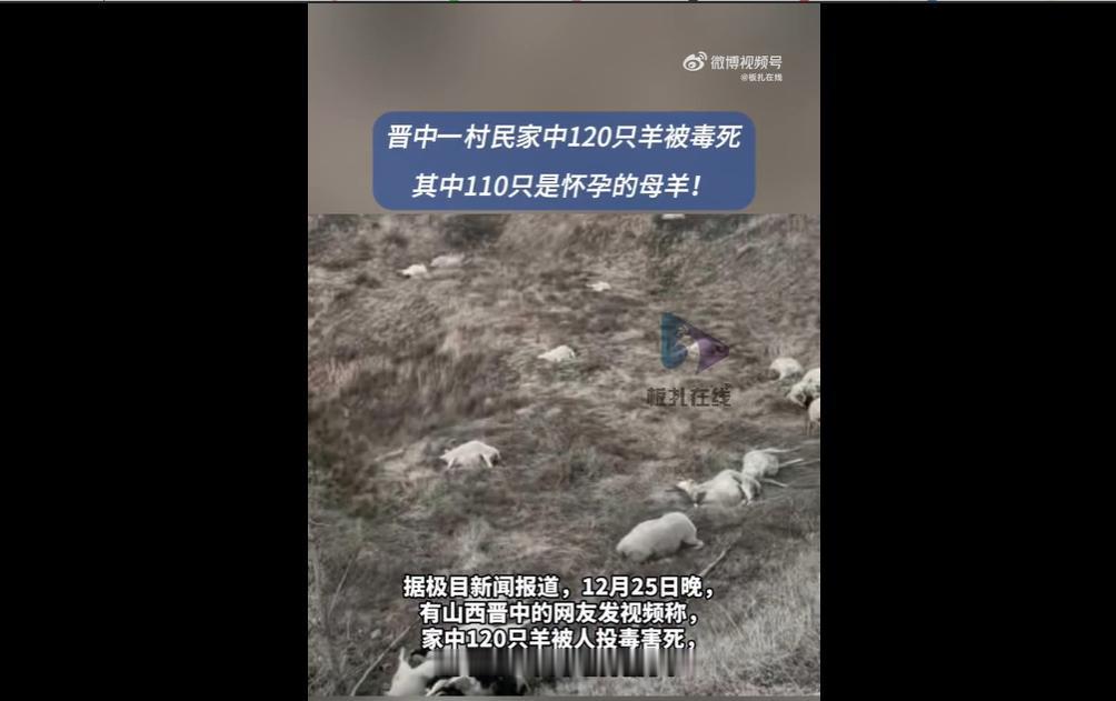 近日，西晋中市榆次区北田镇杜堡村一村民家200只羊遭投毒，120只当场死亡（含1