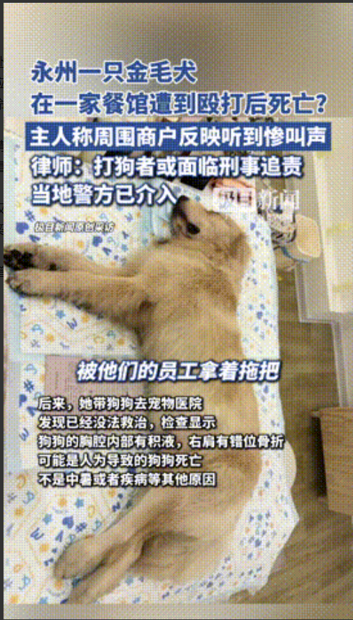 “不倒闭没天理！”湖南，一只金毛犬从家中偷跑出，因天气炎热进入一家餐馆避暑，不料