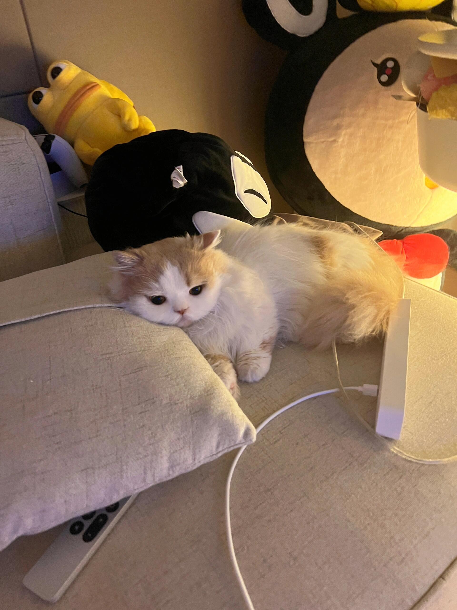 小猫也会有心事吗