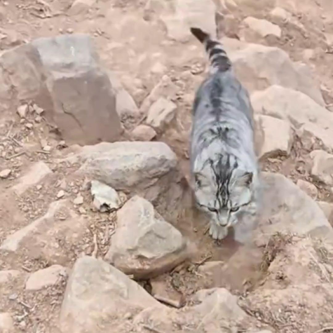 河南新乡有只叫“豆豆”的小猫最近成了网红，不过这“走红”的方式有点让人哭笑不得—