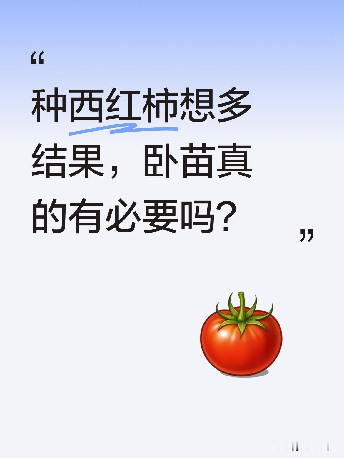 种西红柿想多结果，卧苗真的有必要吗？很多人不知道，西红柿长到30厘米左右时，把