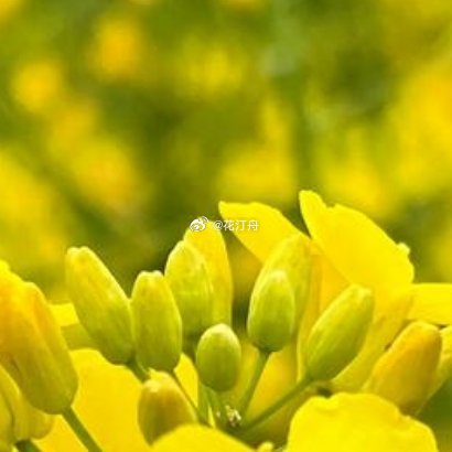 种植油菜花1、播种：将油菜花按一定的间隔来一排排的播种。2、播种时间：一般在秋冬