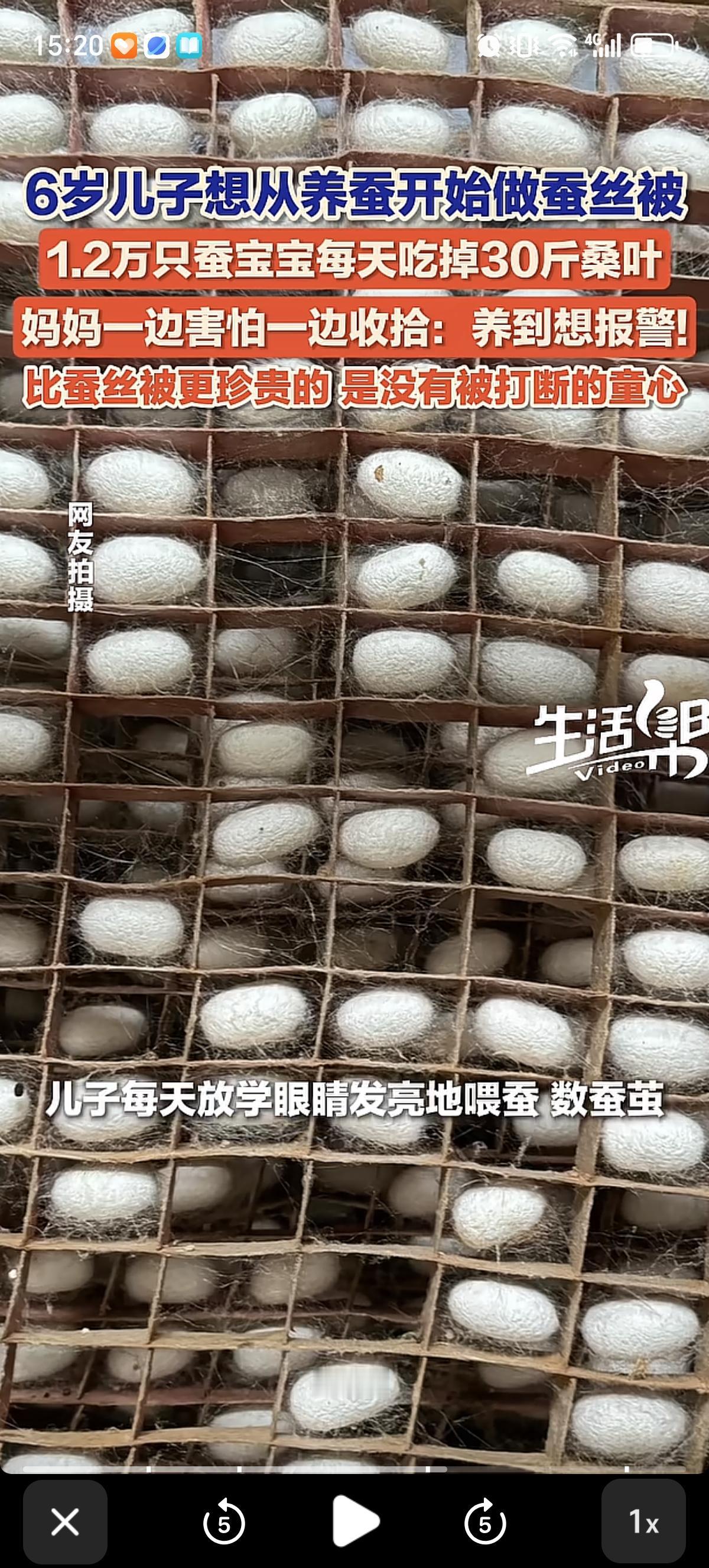 武汉一对夫妻为了满足孩子“我想自己养一床蚕丝被”的愿望，先后网购了1.2万只蚕卵
