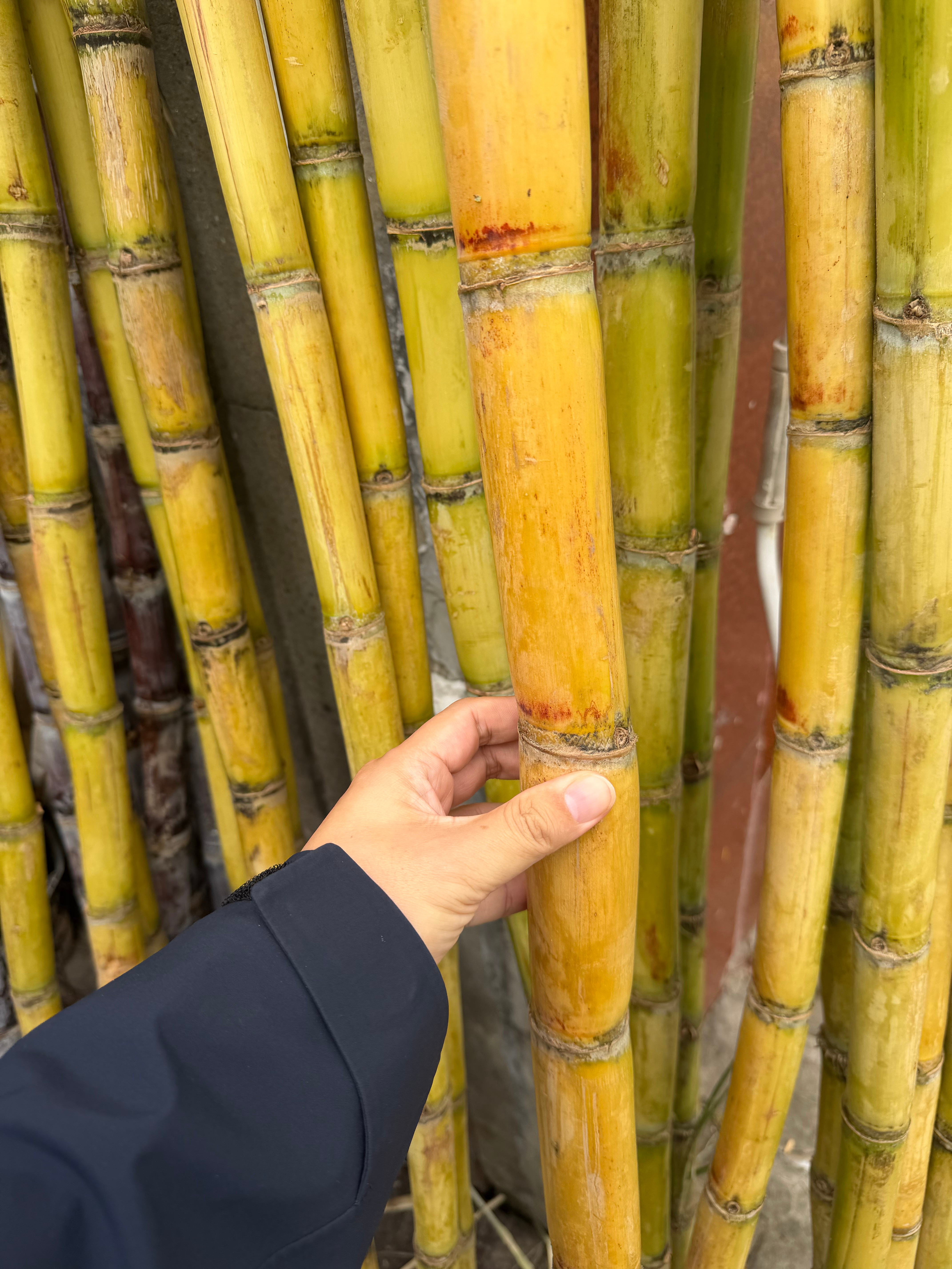 18元上海网友称91元买1根甘蔗​​​