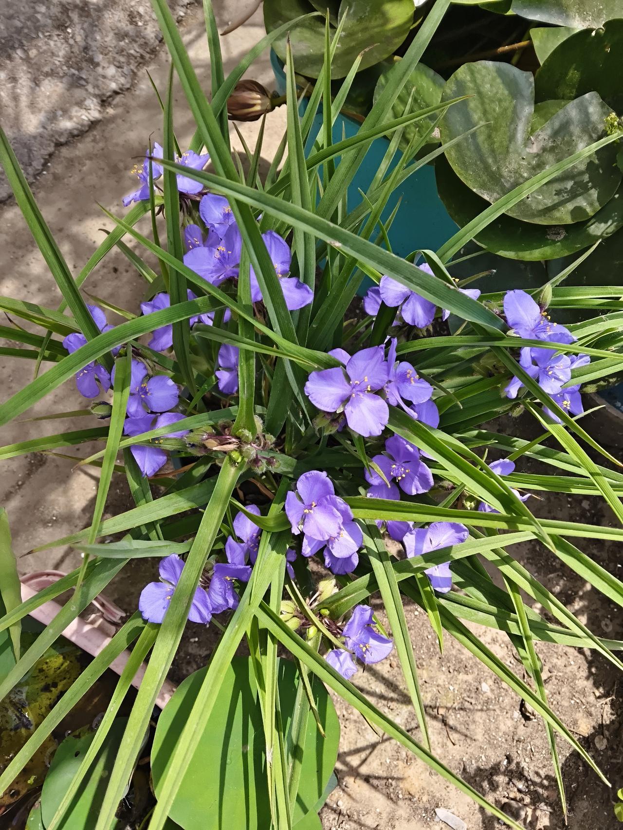 请教一下各位高手:我养植的紫露草花色为什么这么偏粉白，而并非纯正的紫色？[祈祷]