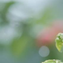 李子的种植方法一、土壤：李子树对土壤要求不高，一般只要土层疏松、深厚、肥沃就可