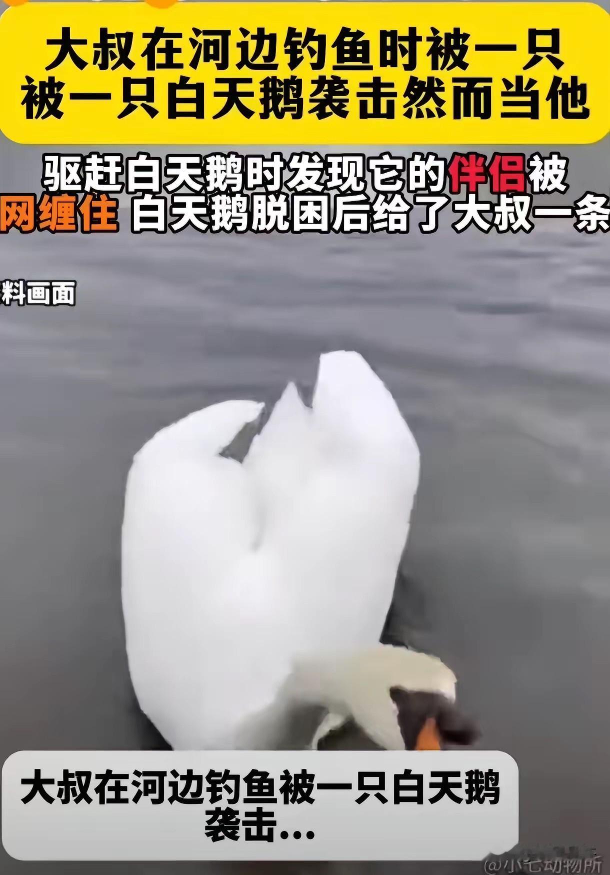 新疆，男子在钓鱼时，一只白天鹅反复啄他的脚，本想把它赶走！没想到天鹅却一步三回头