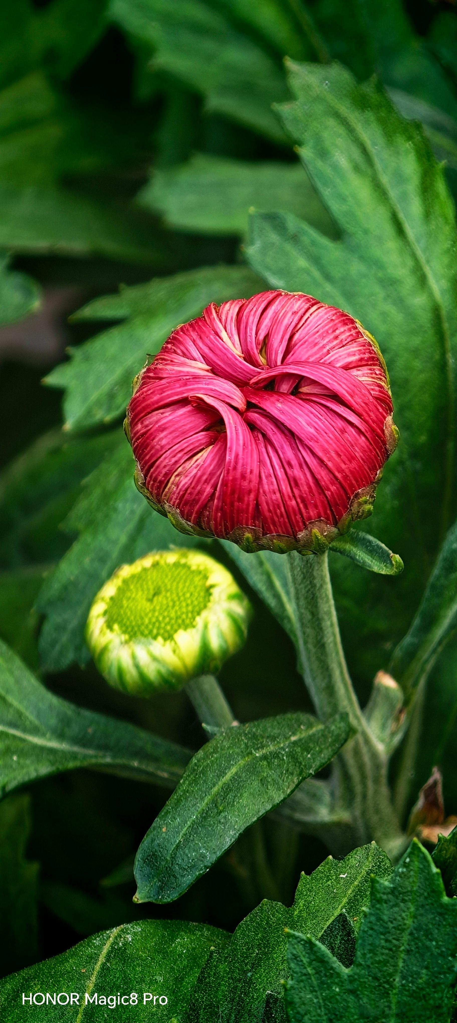 分享一组用荣耀Magic8Pro十倍变焦拍摄的菊花。去年趵突泉菊花展的时候我带