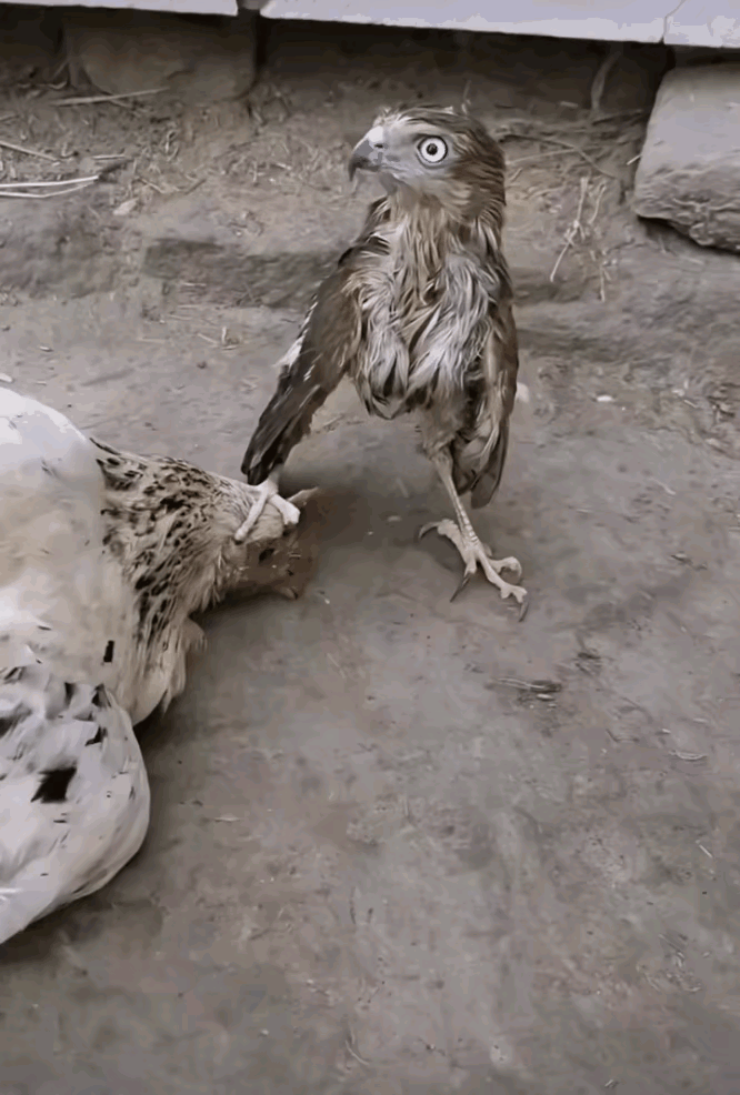 这或许就是血脉压制吧……老鹰的幼崽一个大爪子压制住一直家养的母鸡，母鸡这个时候