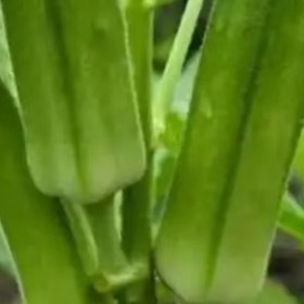 秋葵种植：1️⃣栽培要点①.选种催芽：选择饱满种子，温水浸泡12-24小时后催