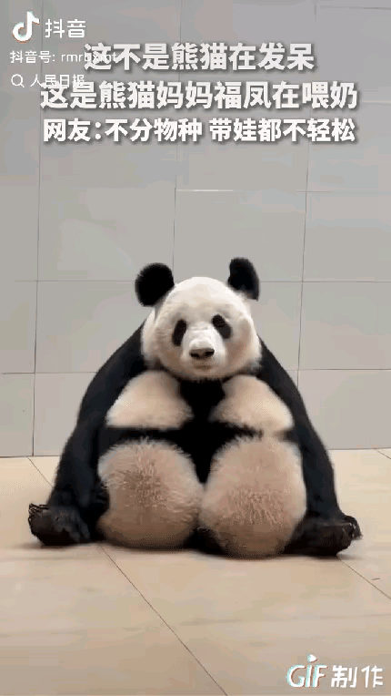 四川卧龙，一熊猫的奇特造型出圈了，上一秒网友还以为熊猫长胸肌了，不料下一秒网友才