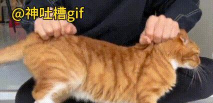 需要被宠的猫咪：猫咪想要被主人抚摸，主人拽起猫咪不怕疼的皮肤，移动到别的地方，可