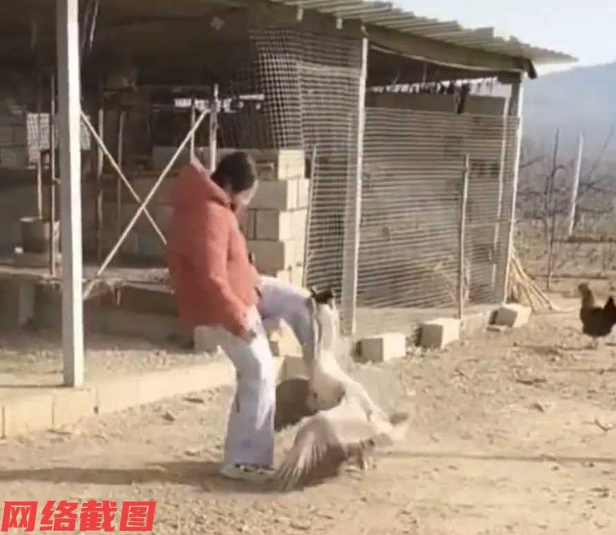 山东有女大学生放假回家，在帮忙家里喂食大鹅时，大鹅不识好歹选择了攻击女生。可