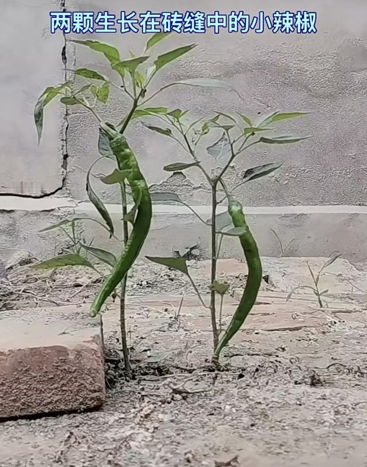 我的今日状态：😁轻松愉快我这里的天气：🌤️多云两颗生长在砖缝中的小辣椒