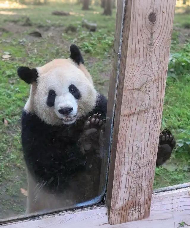 良月当妈妈了！弱弱的问一句，随礼记灵岩的账，是不是不太好…我们一米九的月月，打