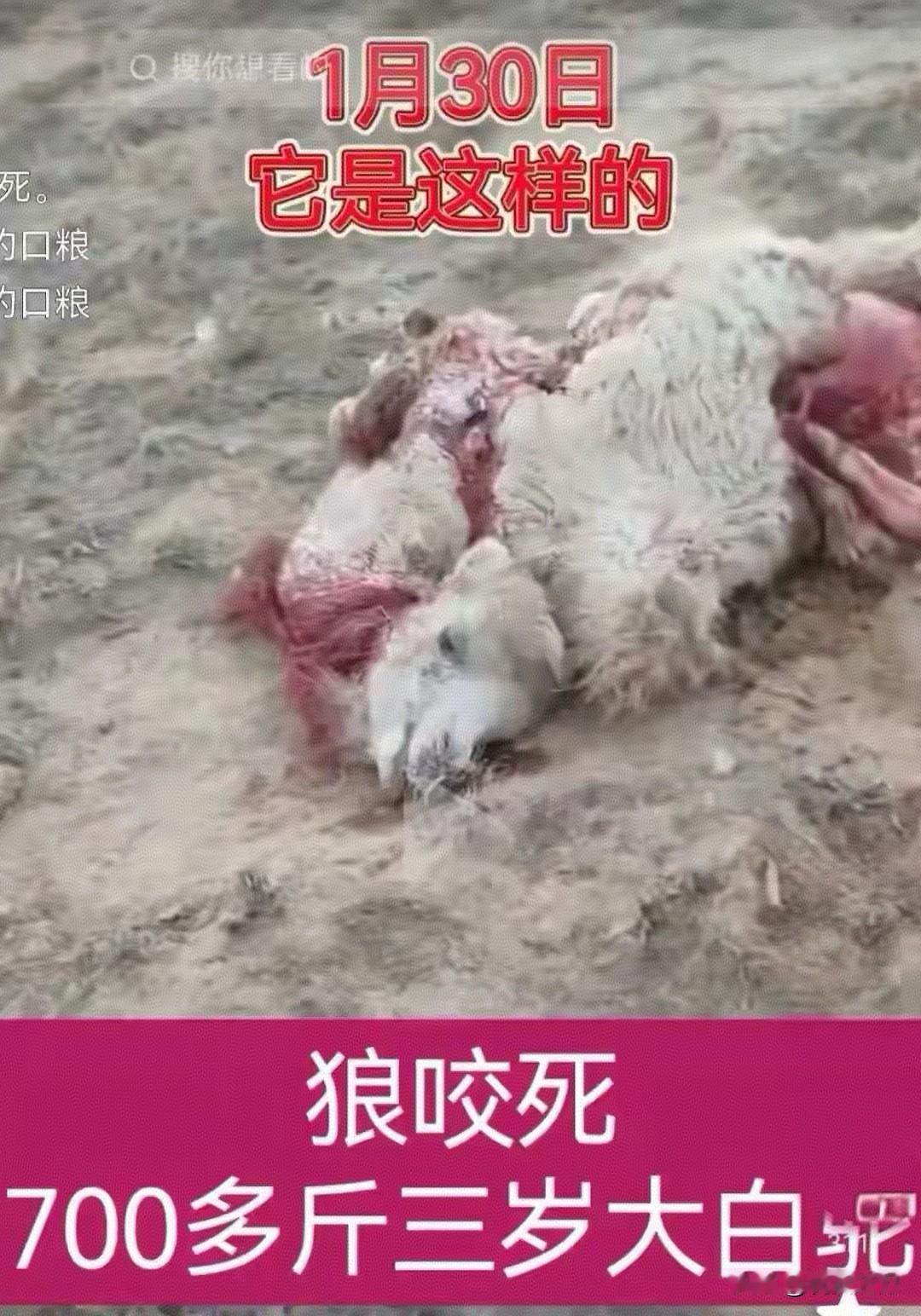 热议：包头牧民22头骆驼被狼咬死！网友：狼本来就应该打死，一切危害人类生存的动