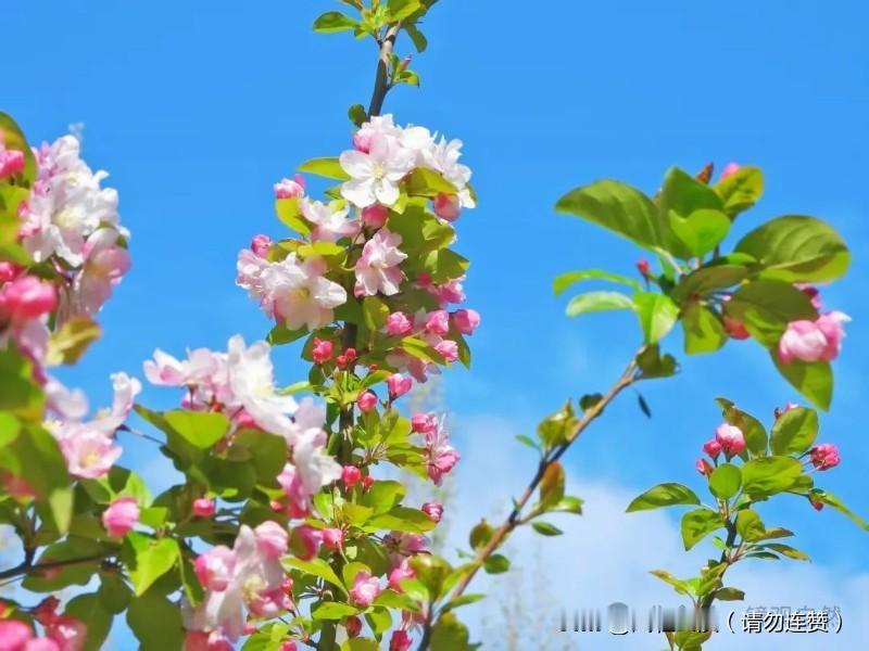 今天是敬爱的周总理逝世五十周年，心里满是思念。少年时立誓为中华崛起，一辈子都在