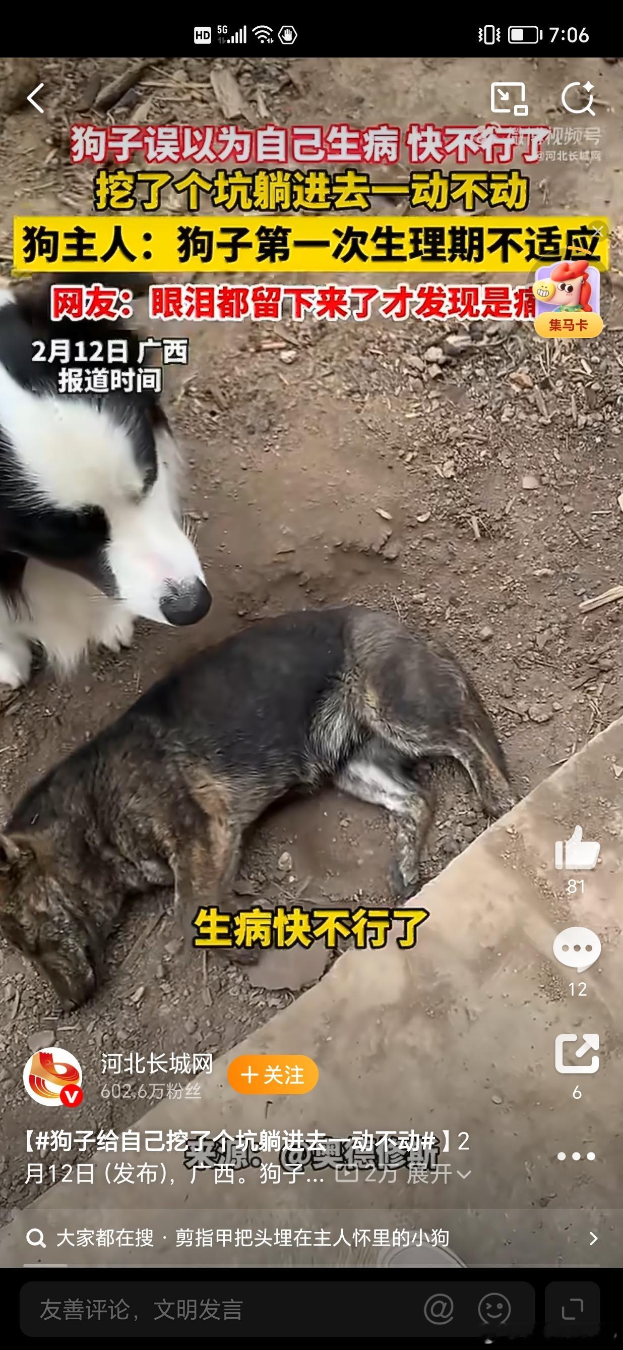 狗子给自己挖了个坑躺进去一动不动中医有句经典：人卧则血归于肝，动物同理。动物不会