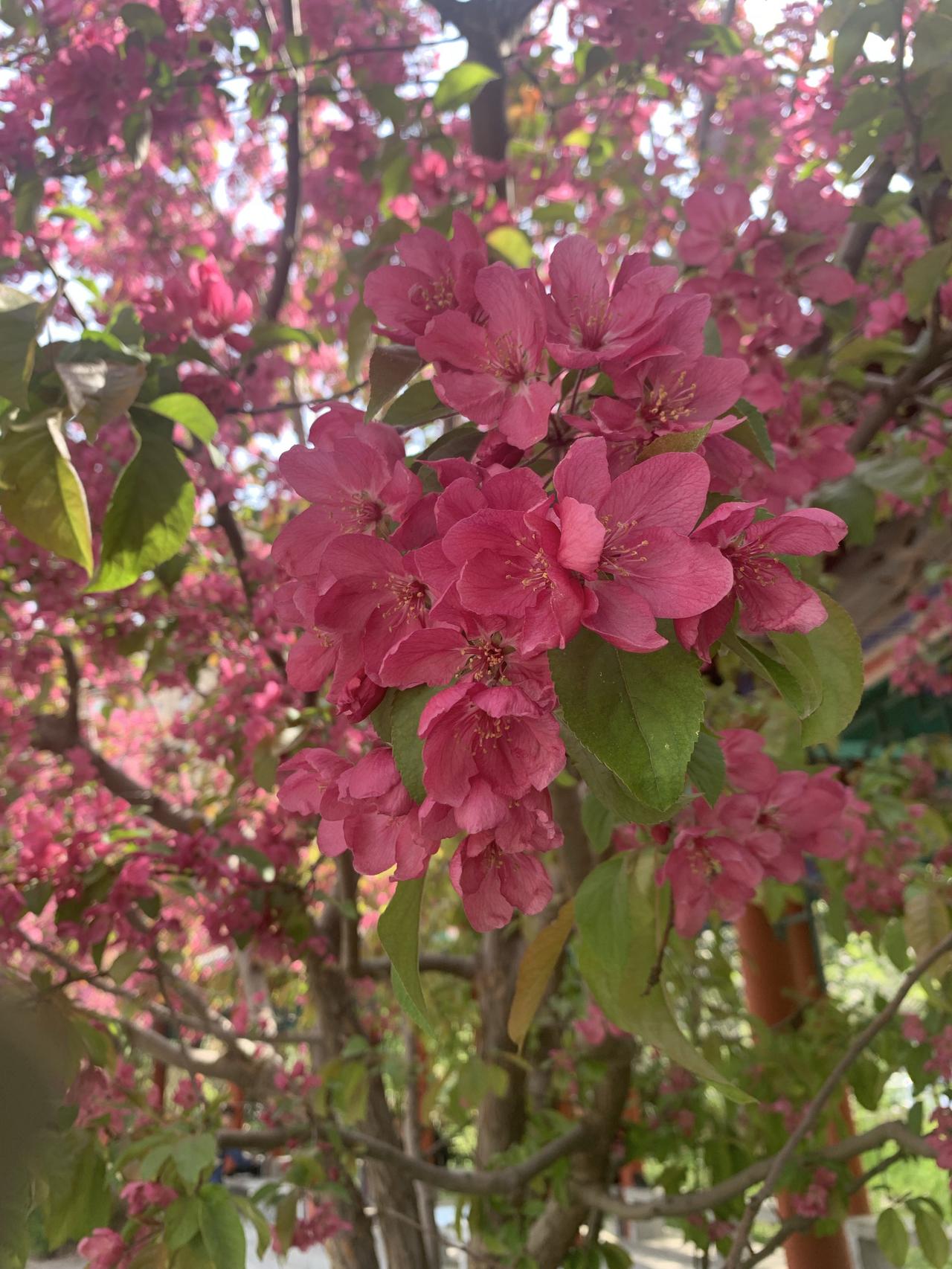 这几天刷抖音，全西楚霸王的视频，一个新电视剧，火了十四年前的西楚霸王扮演者何润东