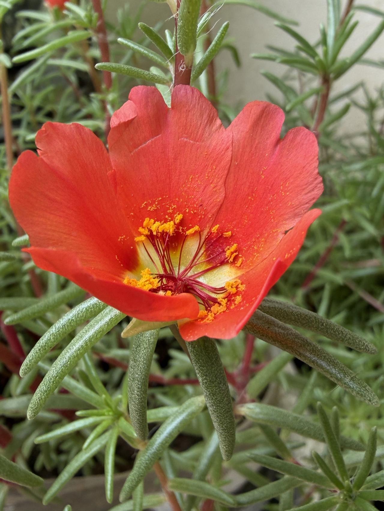 太阳花真的容易养活吗?太阳花极易成活，不挑土壤不挑环境，只要有一点点土一点点水