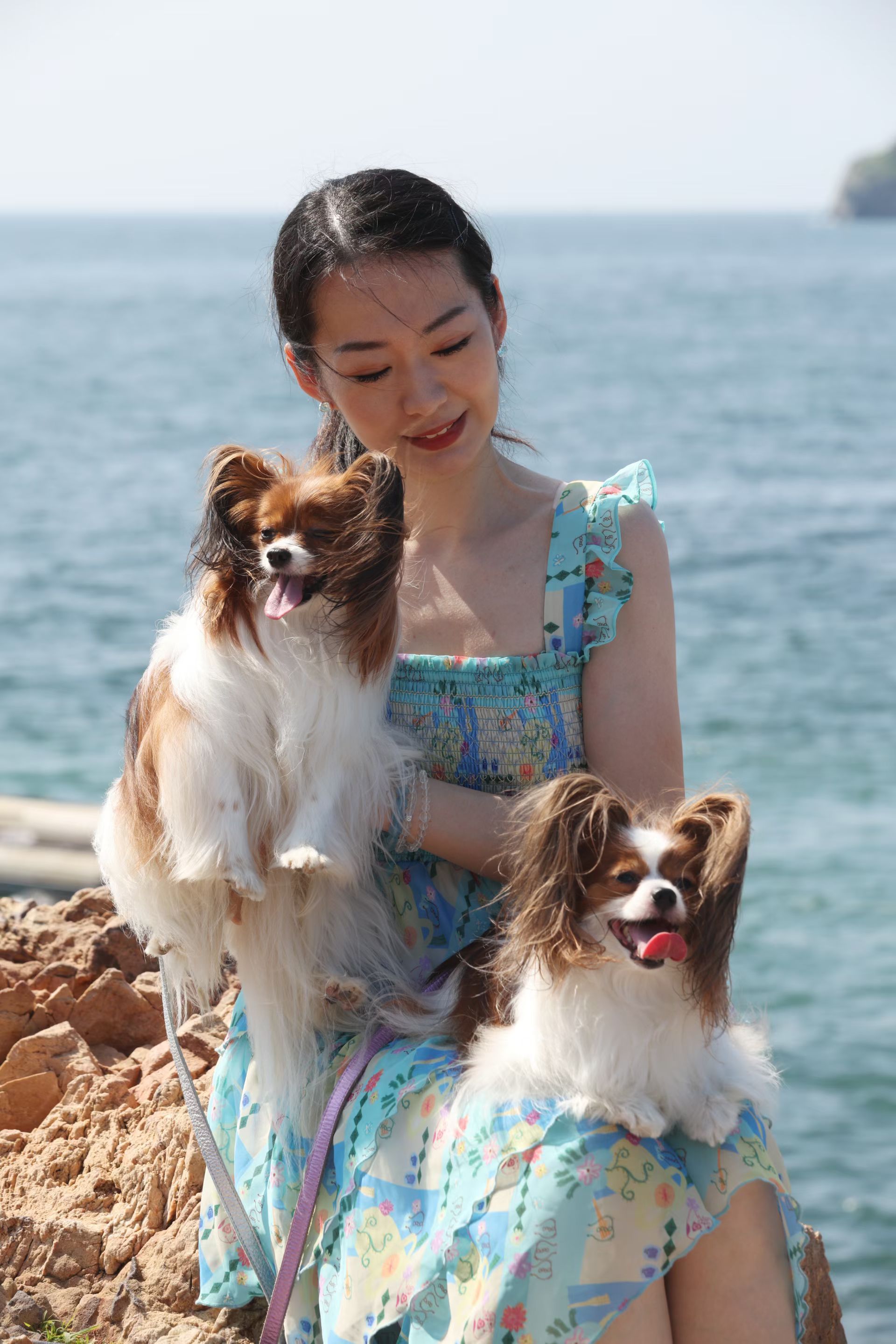 你们喜欢蝴蝶犬吗？纯种血统，小型犬？​​​