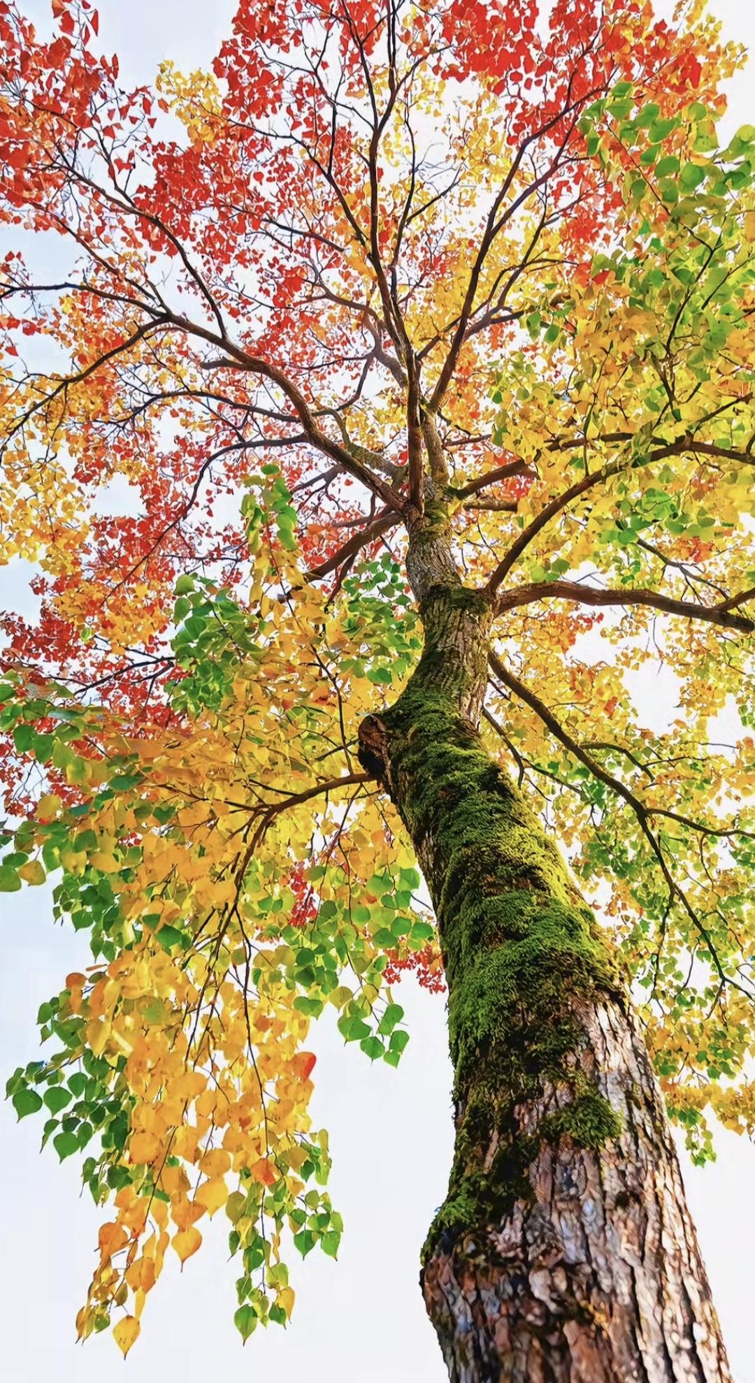 五彩斑斓，五颜六色