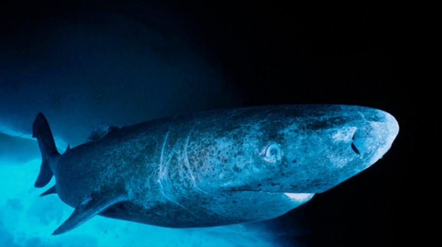 万万没想到，格陵兰鲨能一口气活400多年，更牛的是它几乎不得癌症、不遭老年病折腾