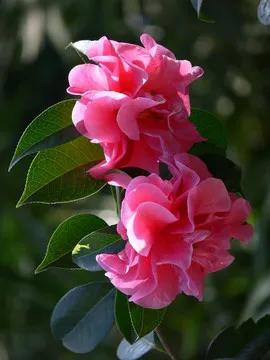 AI又传重大消息，相关板块及个股节后值得关注！大A已进入长假休市期，然而市场消