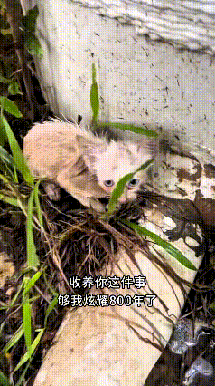 你瞅瞅这只小可怜，当初在墙角草丛里边，小小的一只，浑身乱糟糟的，无依无靠在外边流