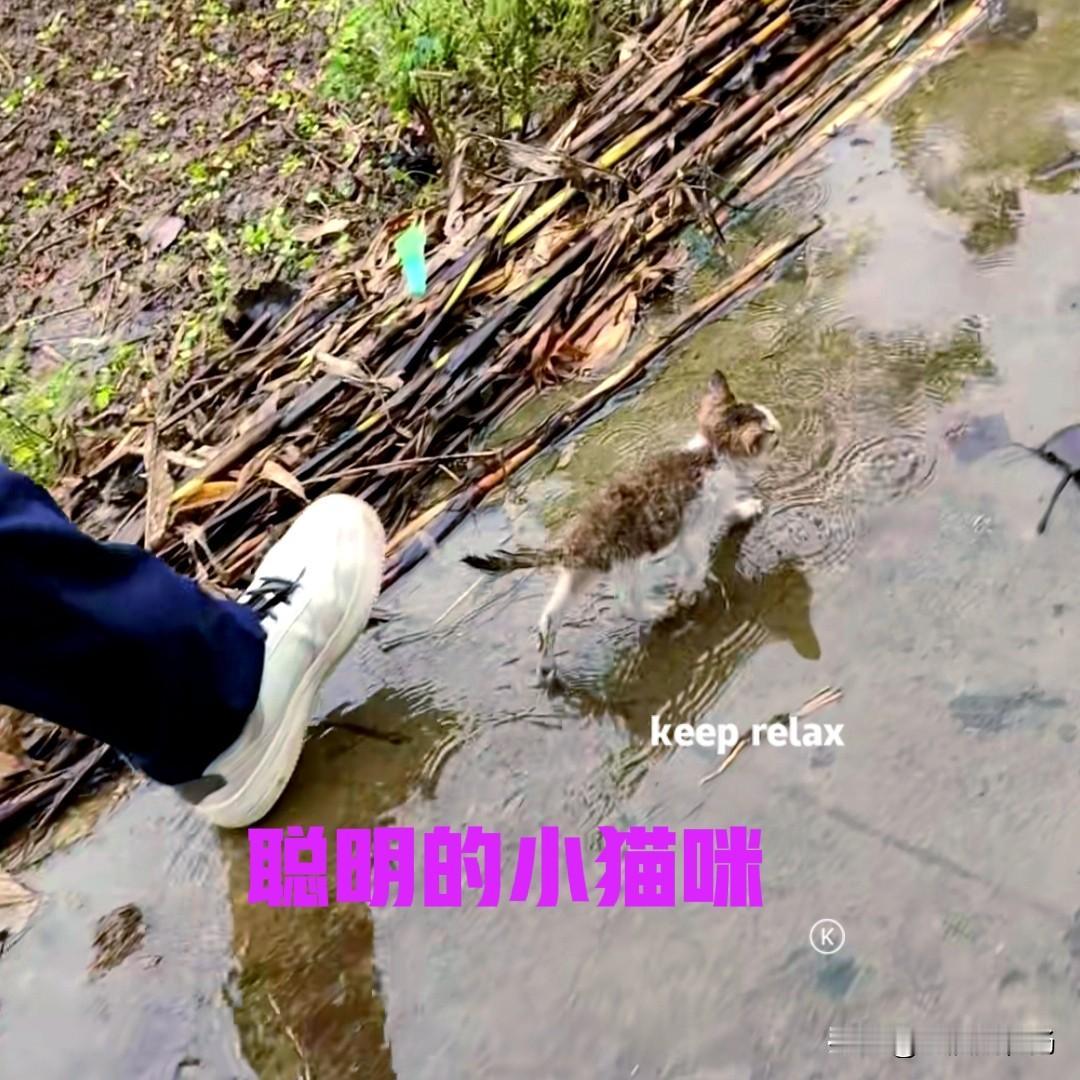 小伙回家的路上，突然下起了雨，一只小猫跑到他的面前，在他脚边不停地蹭来蹭去。小猫