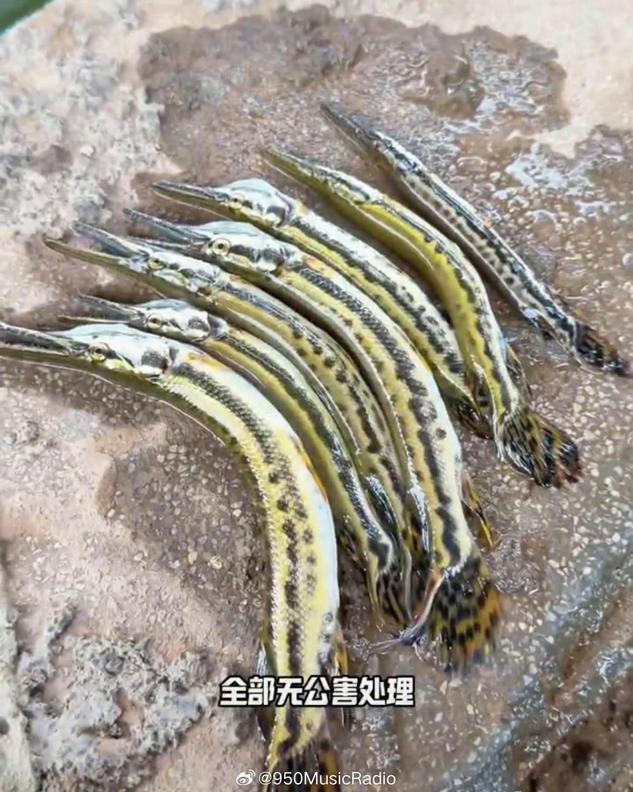 7月14日上午，南都N视频记者在菊树南涌、菊树支涌沿岸进行走访，发现河...
