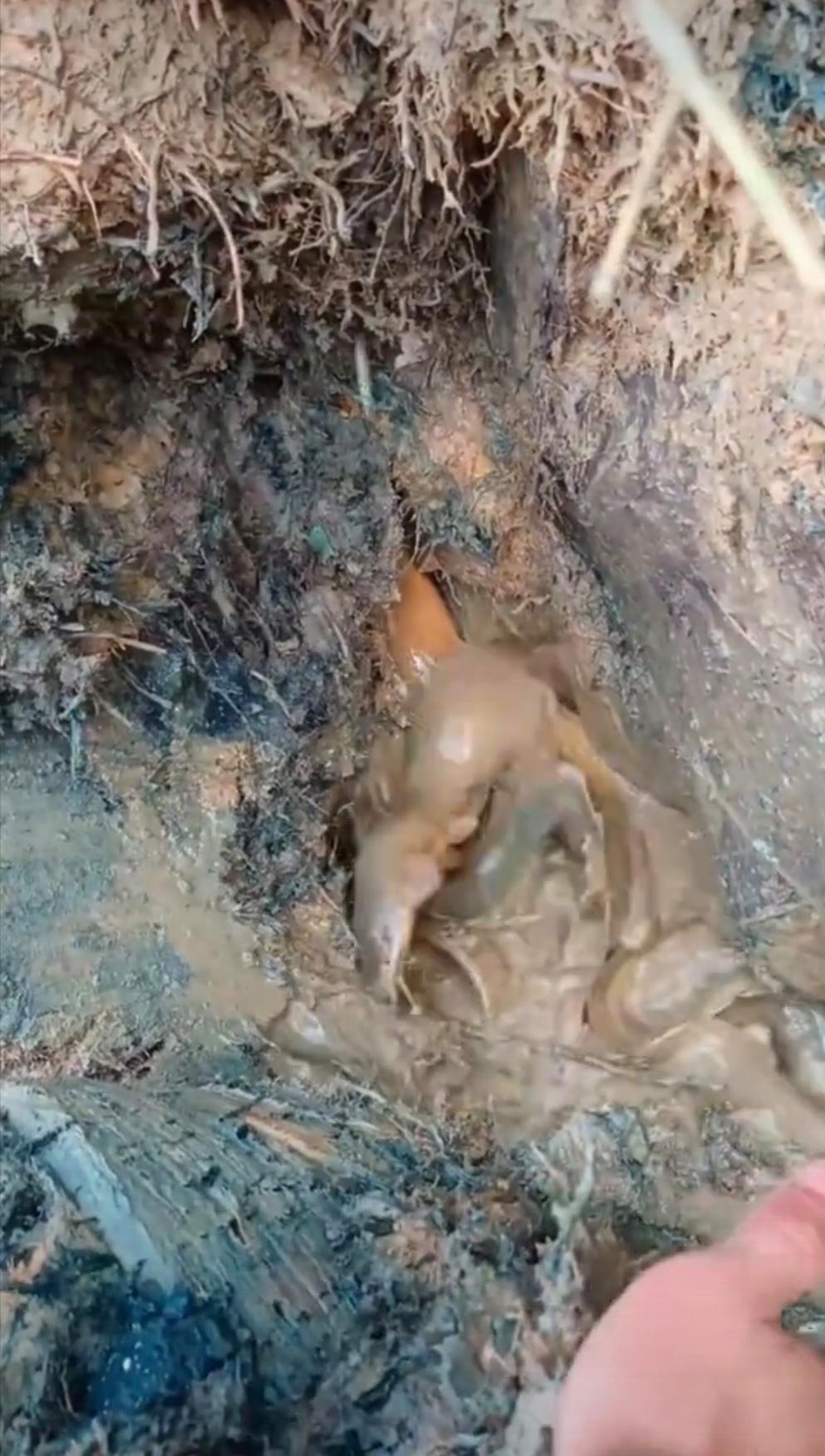 都江堰一水库被放生大量埃及塘鲺这起放生事件，看似是一场普通的“善意”行为，却在