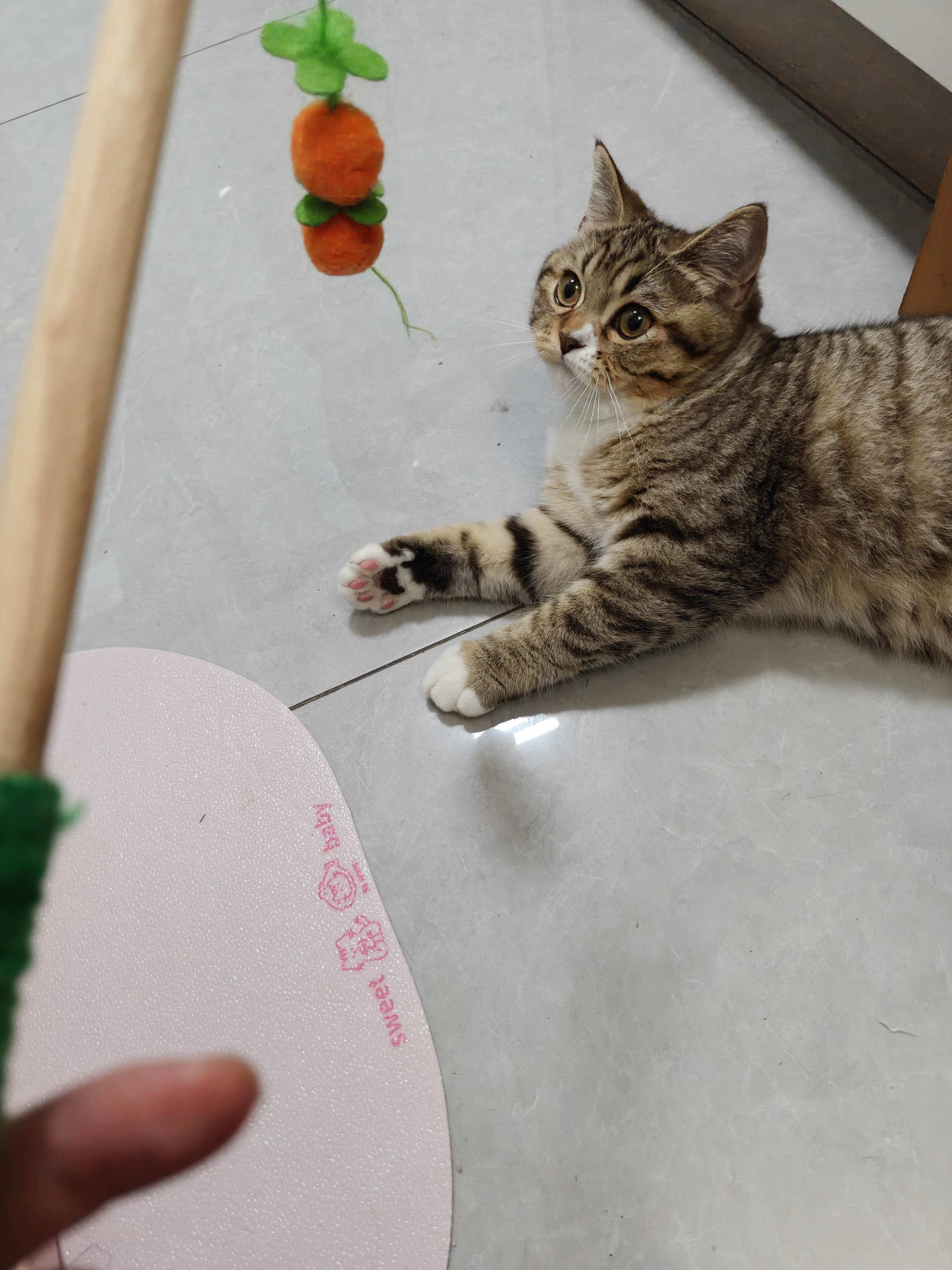 一只特别特别可爱的小猫咪~~~