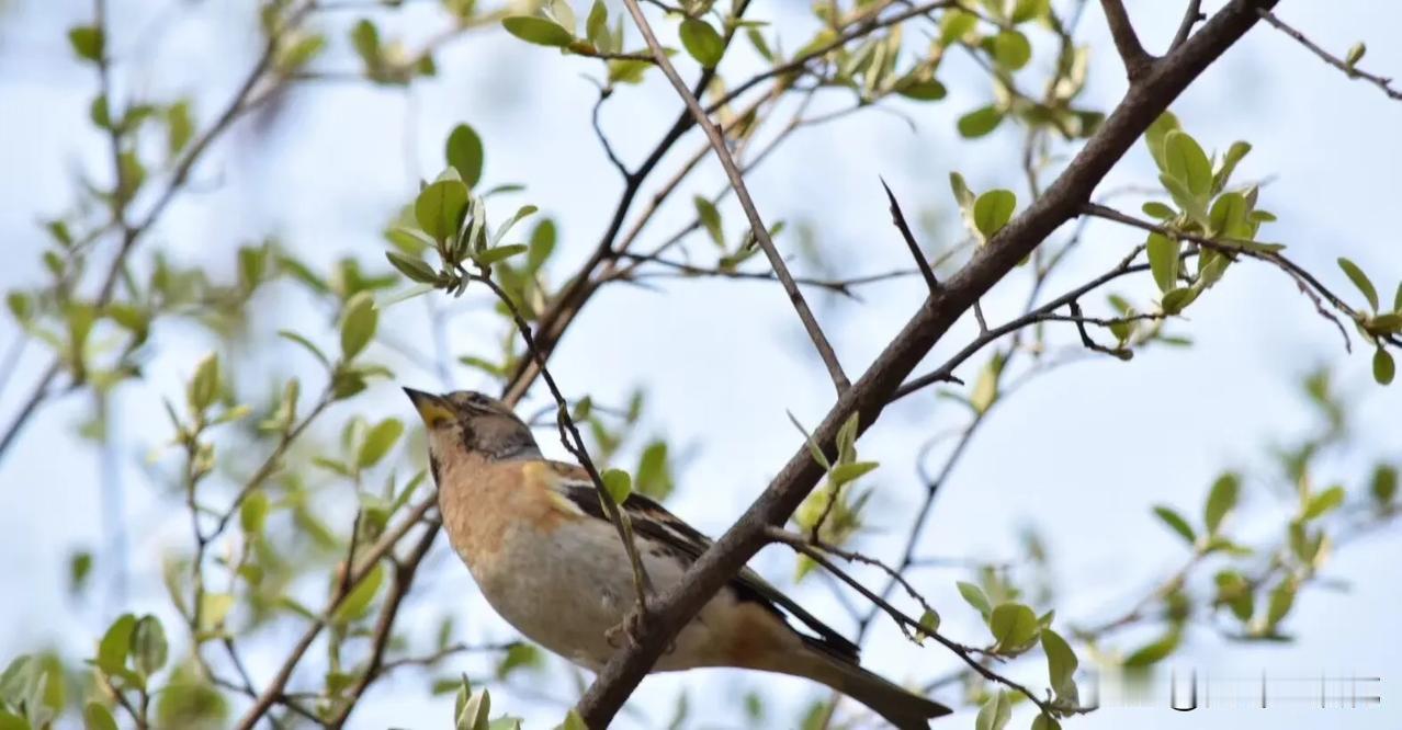 伊利股份状态分析！伊利股份昨天又走出一个近期低价位，是25.32元，我往前翻