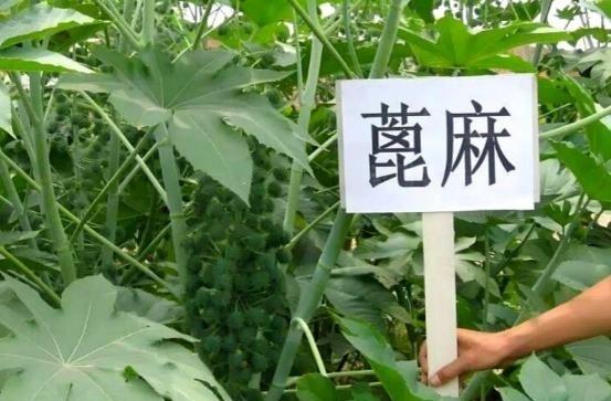 1970年，我国种植了600万亩蓖麻，蓖麻毒性是砒霜的1.4倍，为什么还要种？