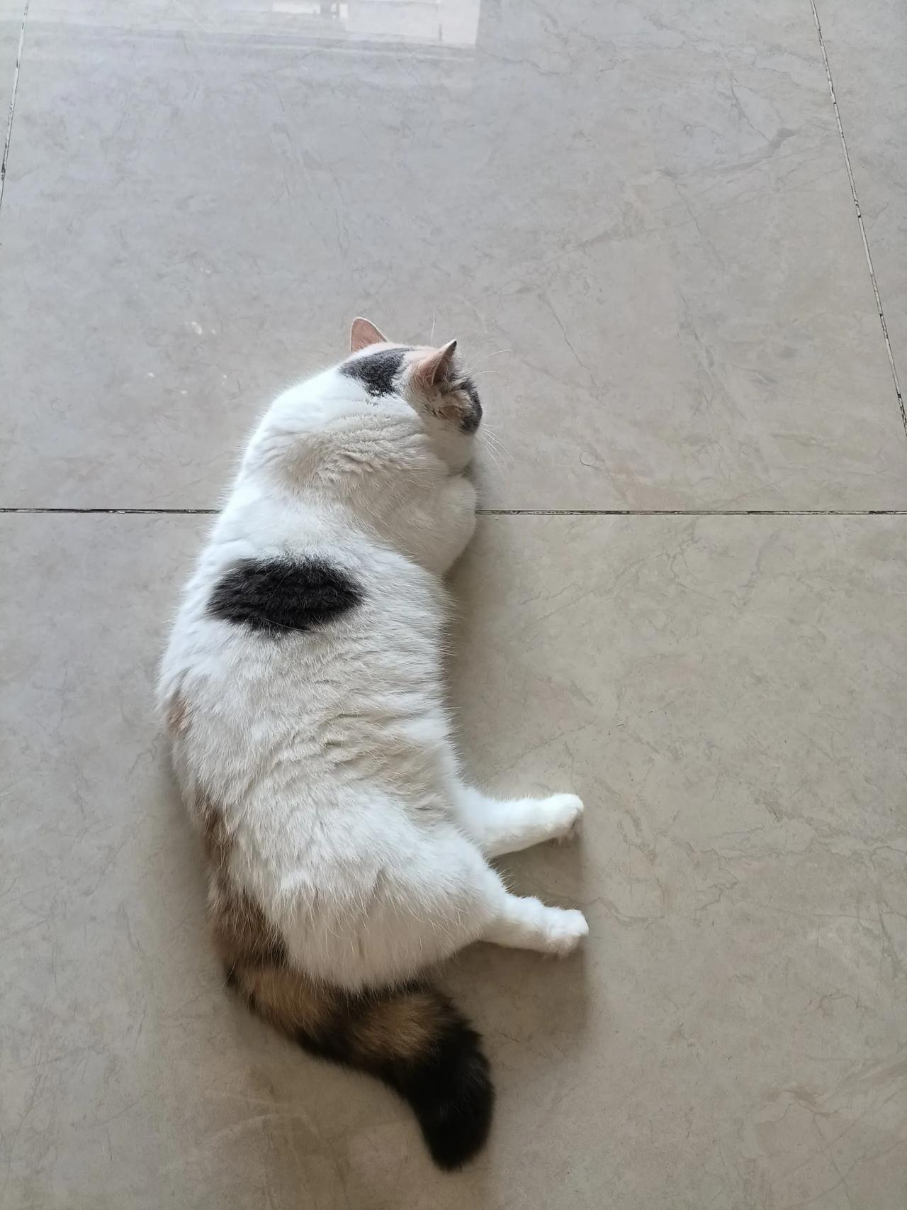 她大概是不快乐的。小猫进宝，已经寄住了两个月左右了。我想，她或许是不快乐的吧