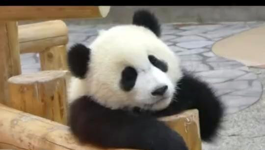 大熊猫宝宝一个人趴木桩上发呆,难道有心事?