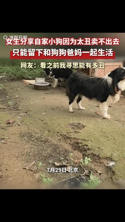 笑不活了！北京一网友发视频说自家小狗因为太丑卖不出去，只能留下跟狗狗爸爸妈妈