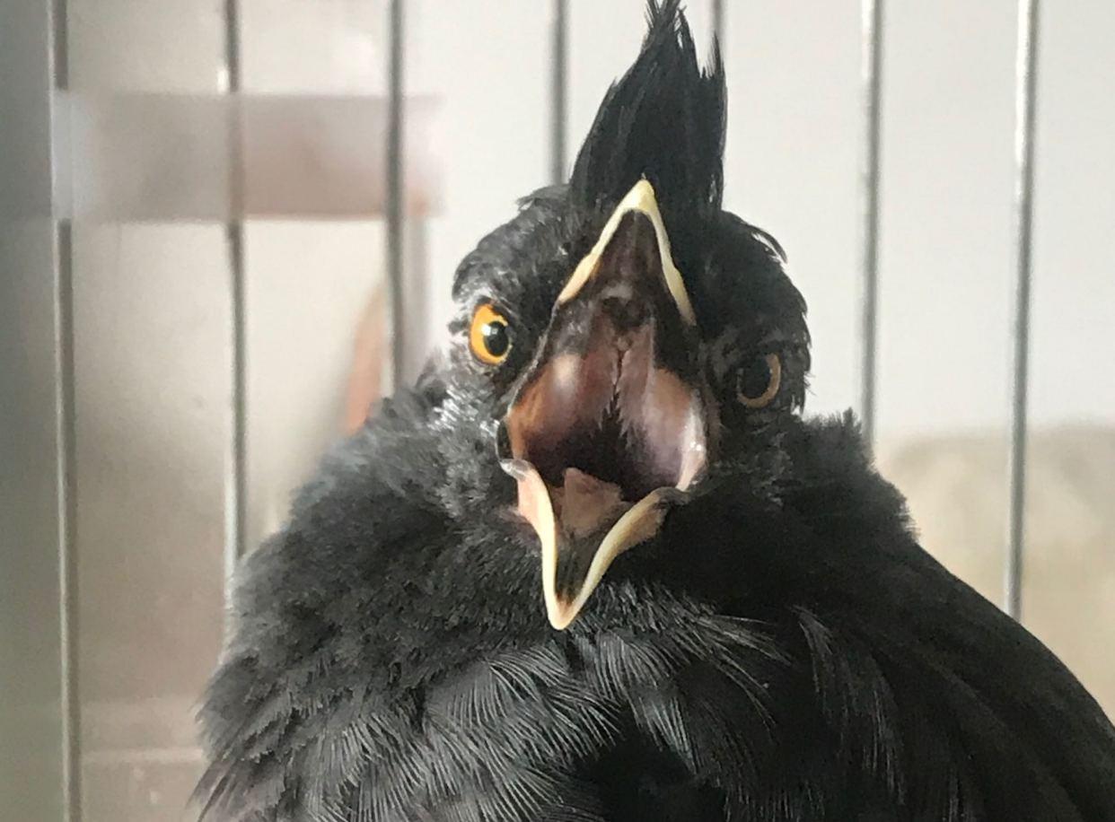 今天我养了十几年的八哥鸟死了。以前每晚都和我说，晚安。昨晚却没有说晚安，却说了一