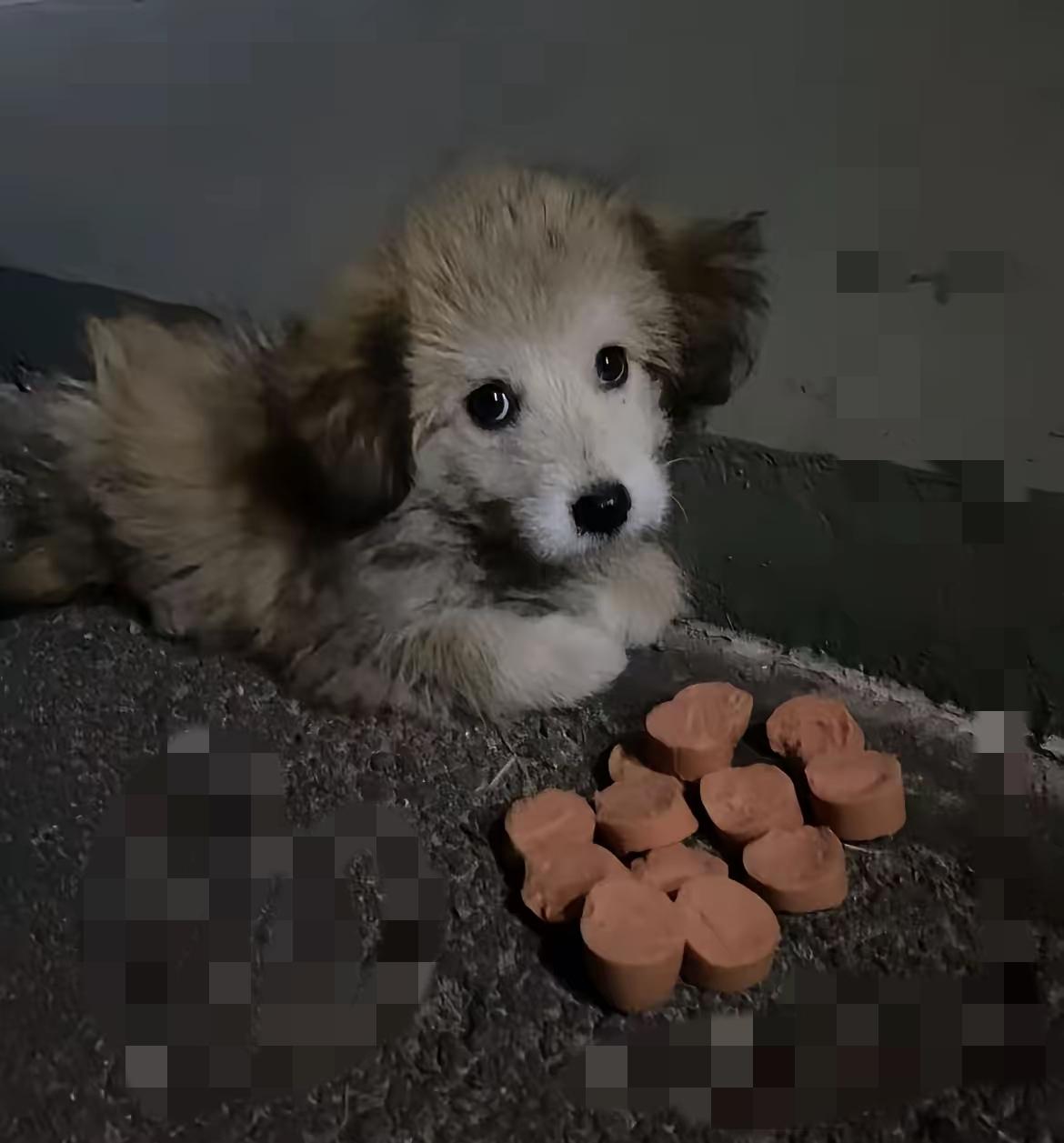 家人们谁懂啊！捡的流浪狗饿两天还绝食，这“骨气”我真又气又心疼！